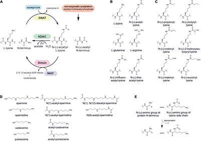 Post-translational Lysine Ac(et)ylation in Bacteria: A Biochemical, Structural, and Synthetic Biological Perspective